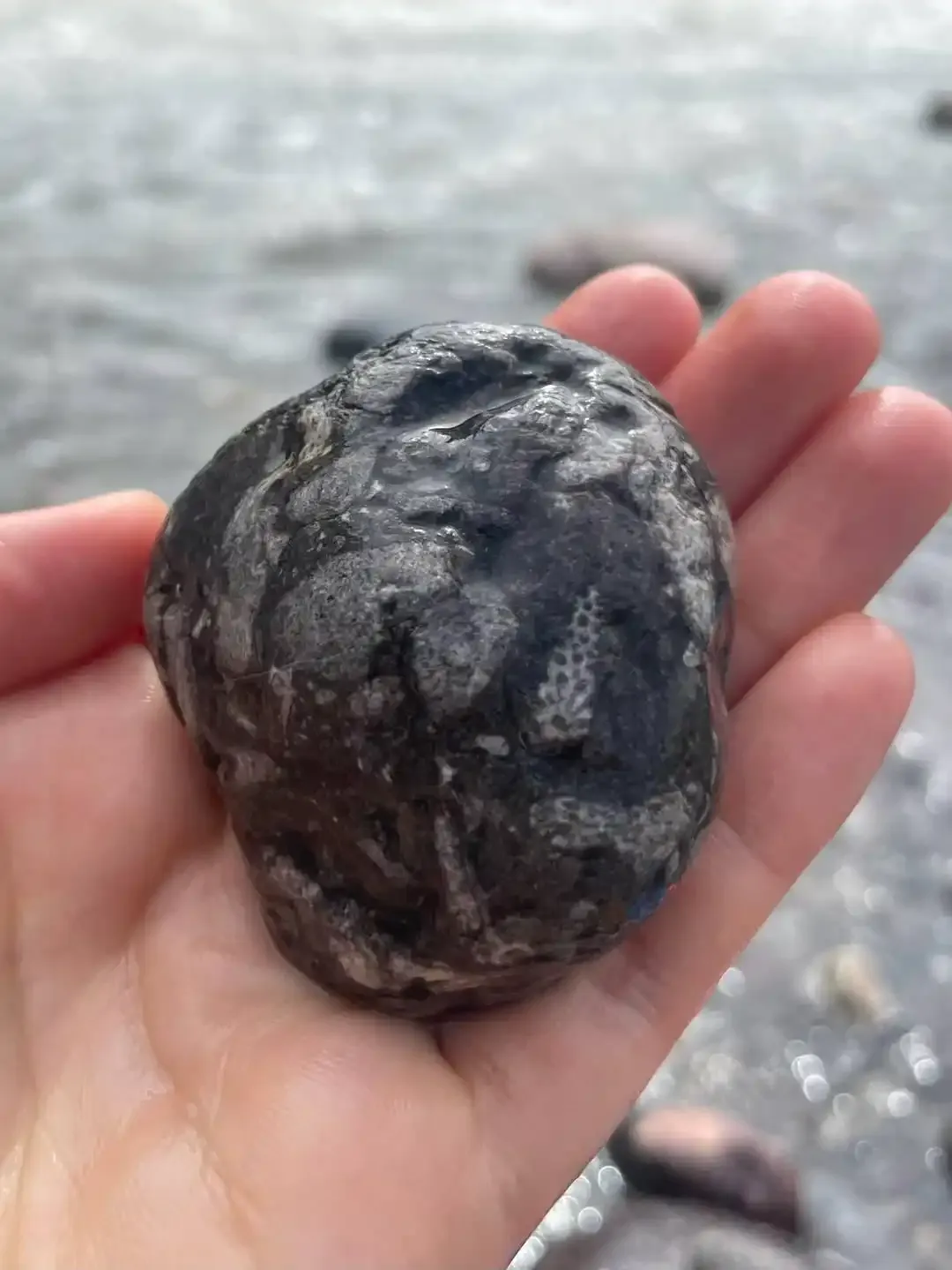 成都大邑河道里能捡到化石？专家：并不奇怪 可能来自西岭雪山一带